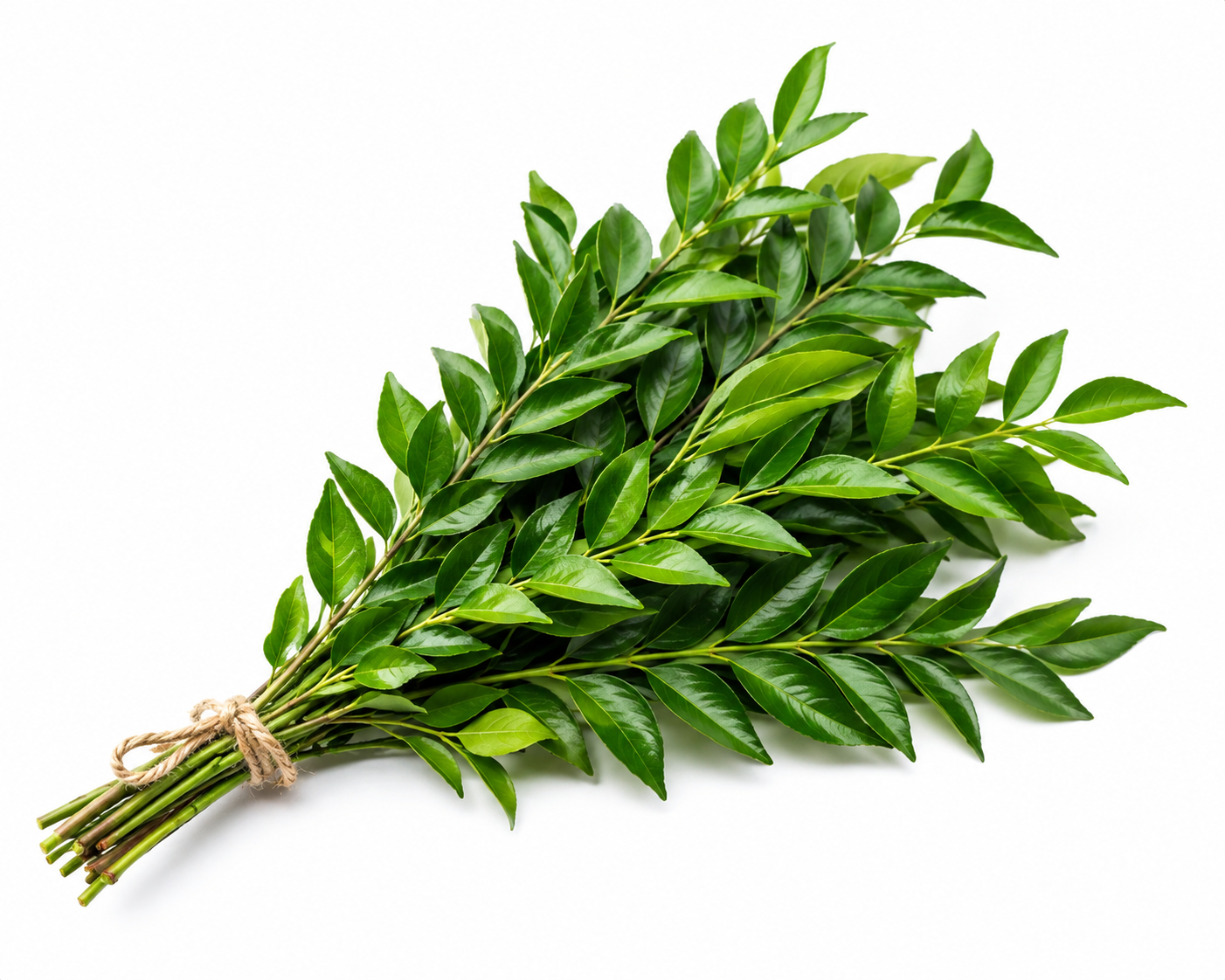Fresh Curry Leaves (1 Bunch)